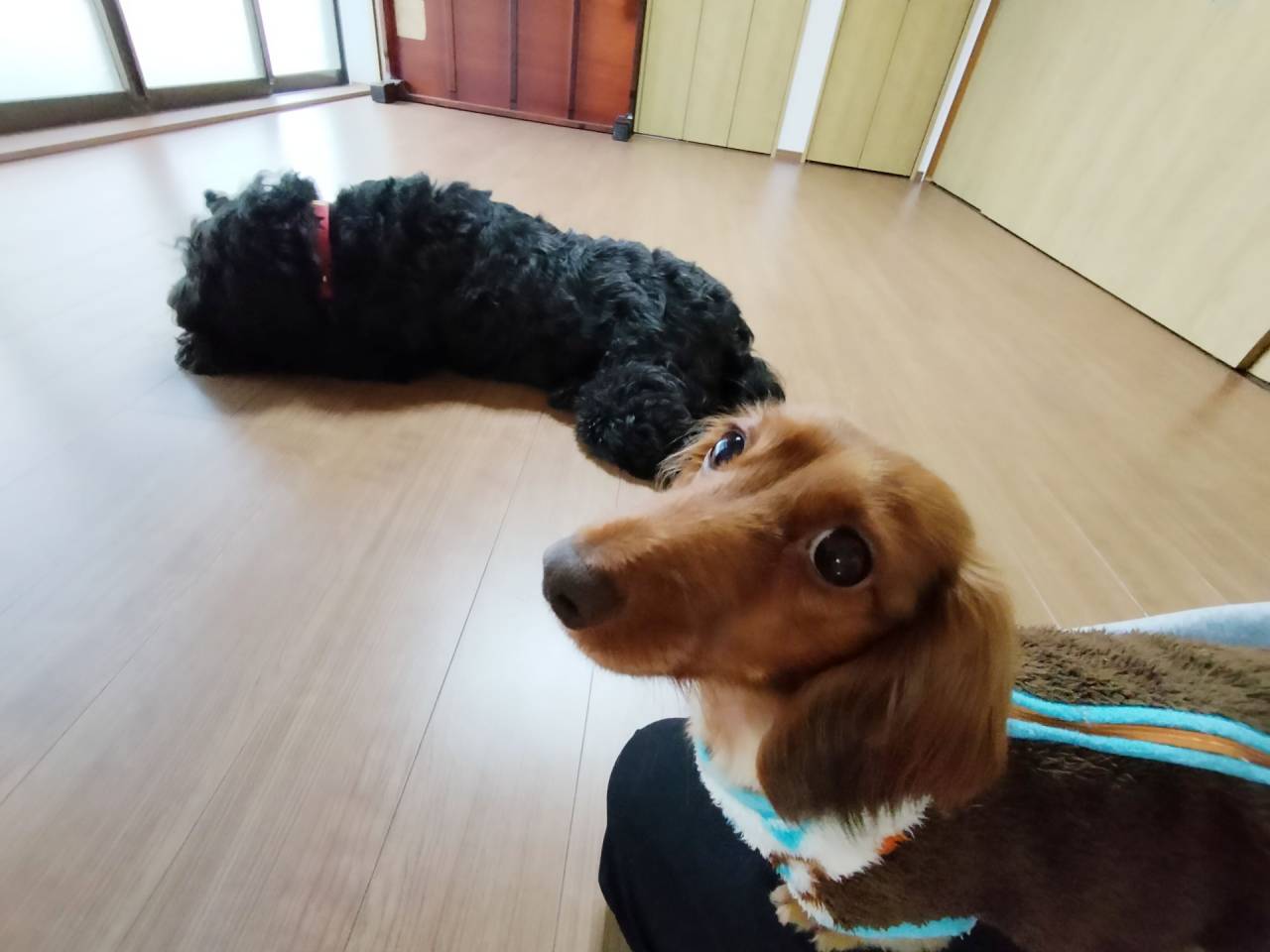 犬山市　和室リノベーション　K様邸　2025年12月