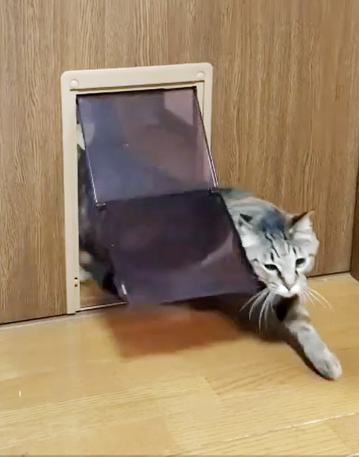 犬山市　ペットリフォーム　K様邸　2026年4月